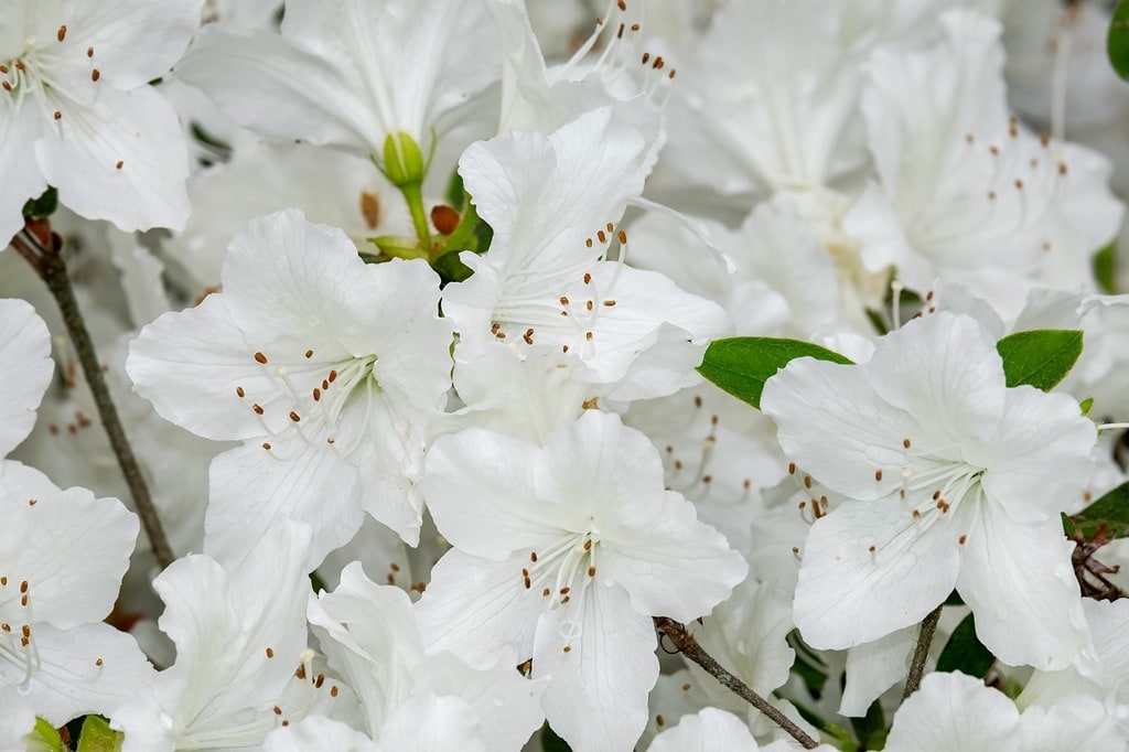 Une alternative durable pour des bouquets intemporels